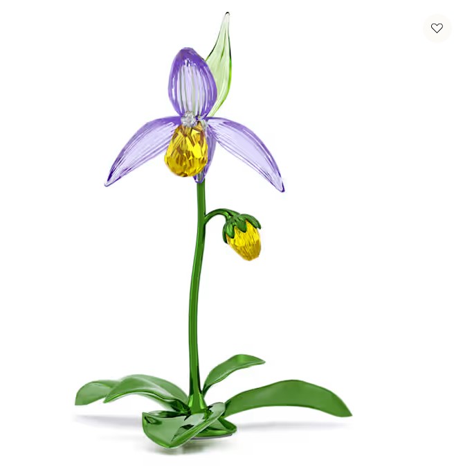 FLORERE: LADY SLIPPER ORCHID